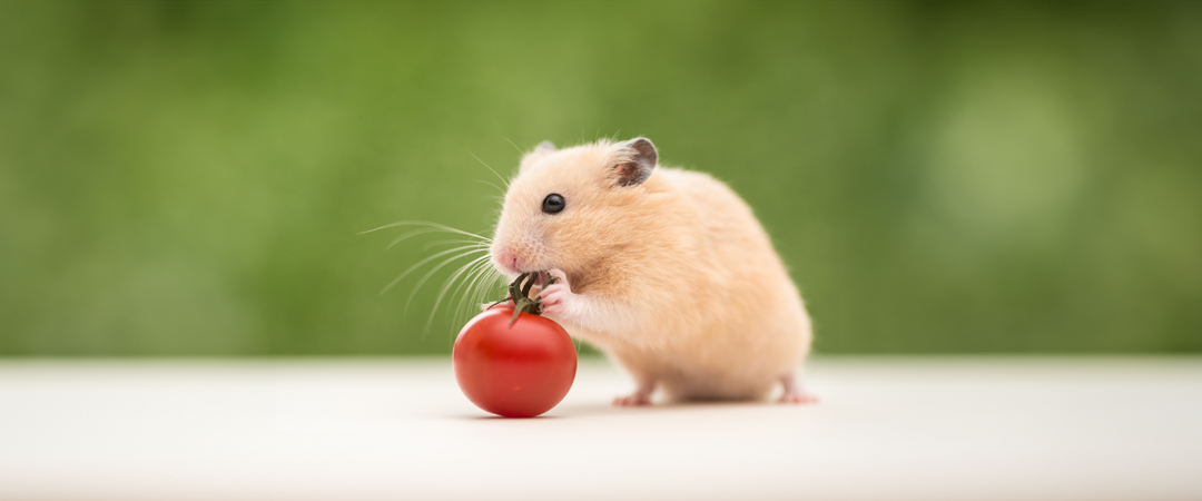 Are tomatoes safe for hamsters hotsell