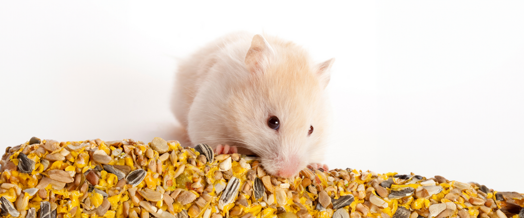 10 Healthy Snacks For Your Hamster