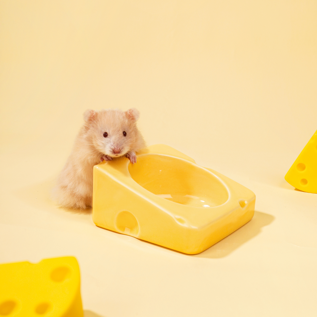 Hamster eating from a Mini&Moe Cheese Bowl in a cozy habitat setup