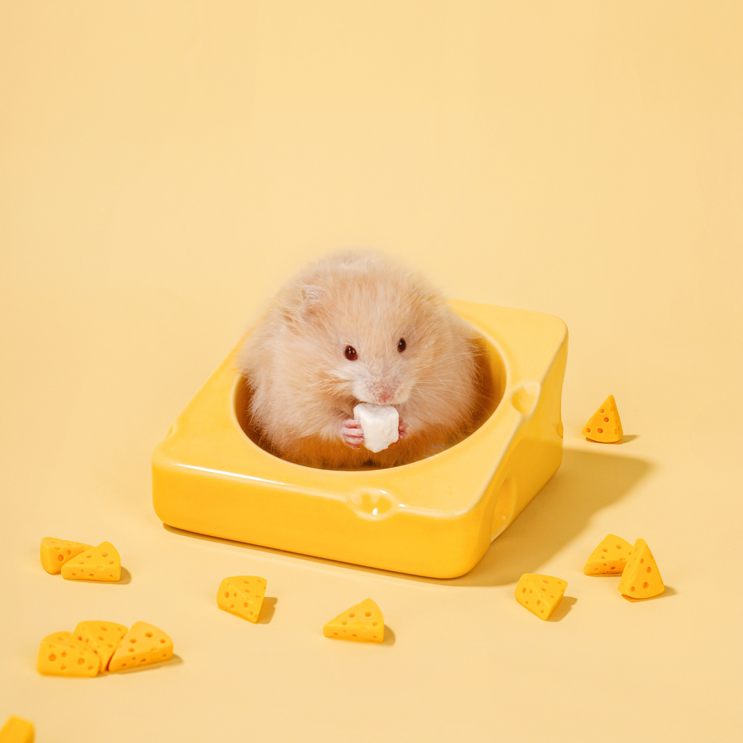 Close-up of cheese-shaped food bowl for small animals, ideal for treats or water